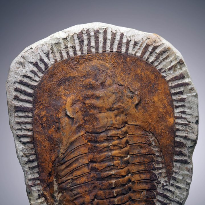 4.4 Lb. Paradoxides Trilobite Fossil – 510 Million Years Old - Image 6