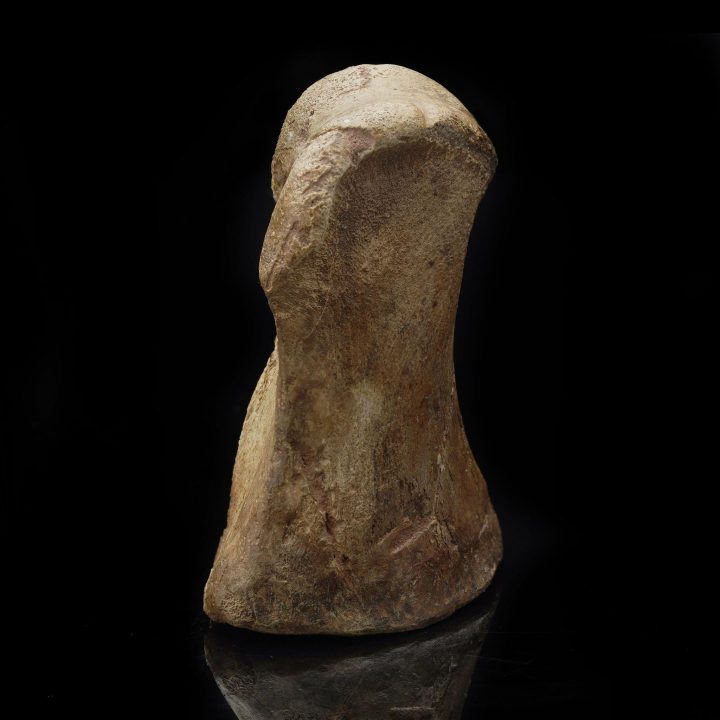 Lambeosaurus Tarsal with Trex Bite Mark – 0.85 lb - Image 2