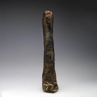 Camptosaurus Metatarsal – Authentic Dinosaur Fossil from the Morrison Formation