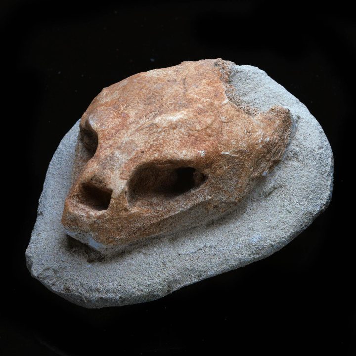 Rare Fossilized Turtle Skull from the Morocco – Authentic Cretaceous Specimen available at Astro West.