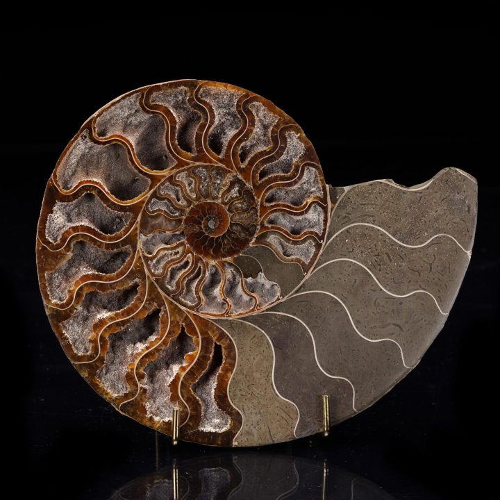 Fossilized Ammonite from Madagascar - 405g