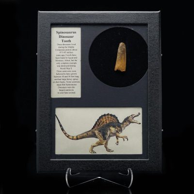 Spinosaurus Tooth Fossil – Genuine Cretaceous Predator Tooth in Collector’s Display Box