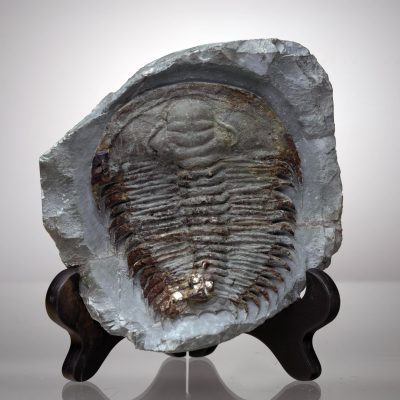 Paradoxides Trilobite Fossil