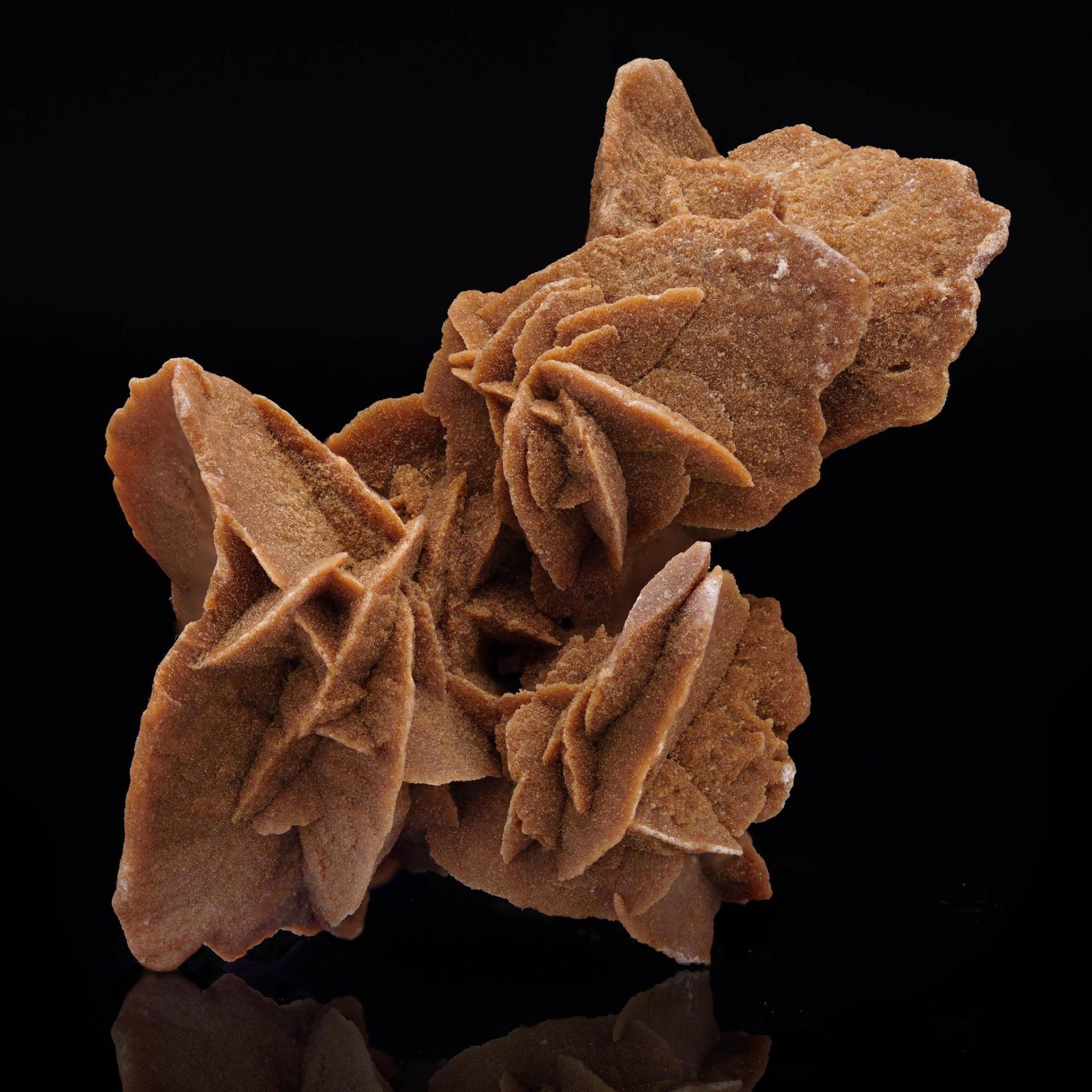 Desert Rose - Astro West