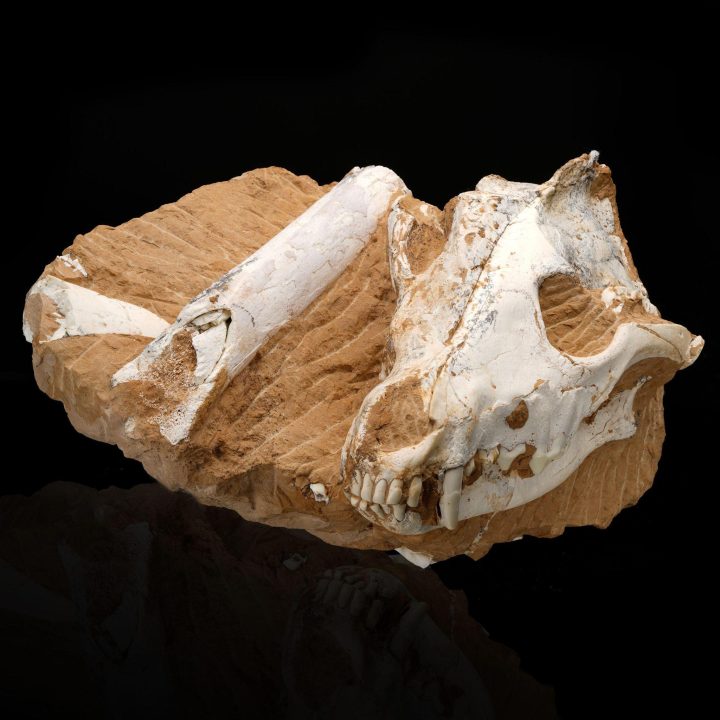 Authentic Dire Wolf Skull Fossil – Ice Age Apex Predator - Image 3