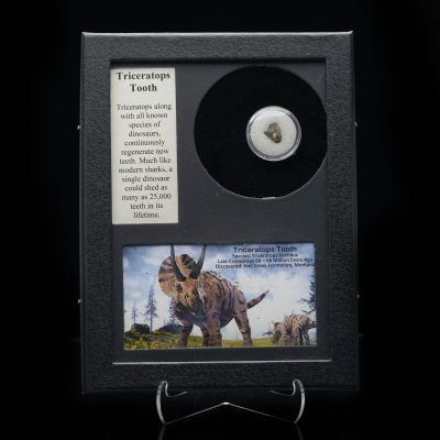 Authentic Triceratops tooth fossil from the Hell Creek Formation in Montana, displayed in a protective case with educational card and illustration.