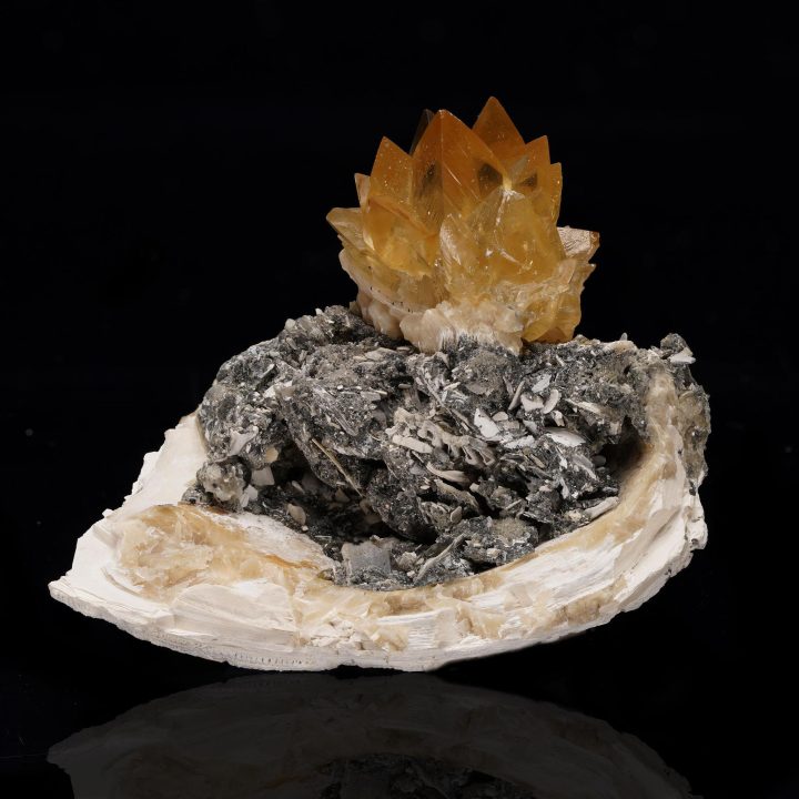 Fossilized Clam with Calcite from Florida - Image 3