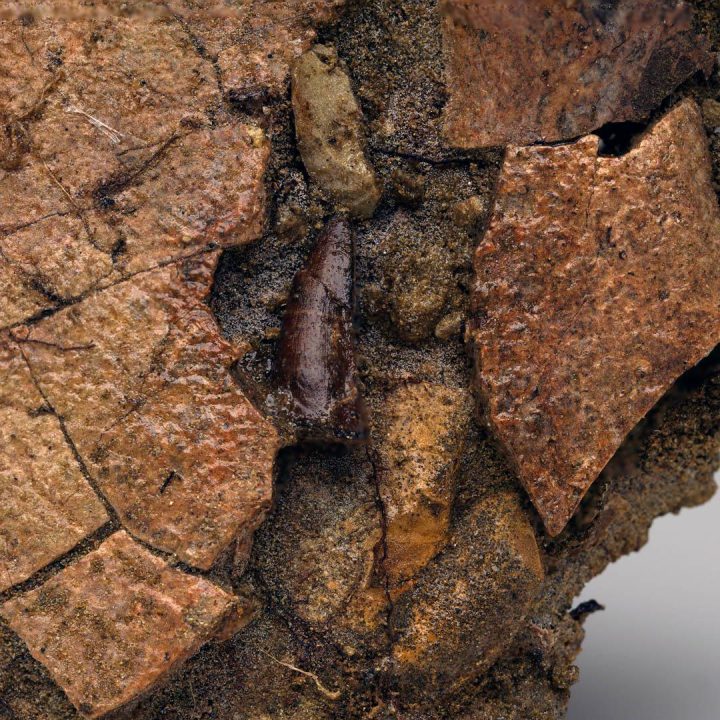 Leidyosuchus (Crocodilian) Tooth Biting Into Trionyx (Turtle) Shell - Image 2