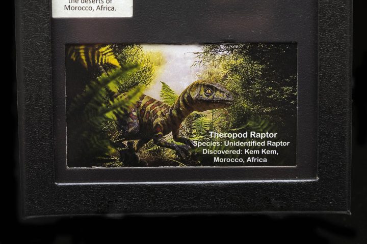 Authentic Raptor Tooth Fossil in Collector’s Display Box - Image 5