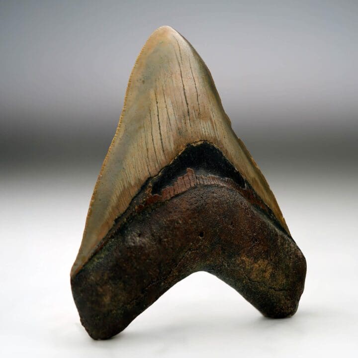 Megalodon Tooth // 4.13" High // 5 to 10 Million Years Old - Image 2