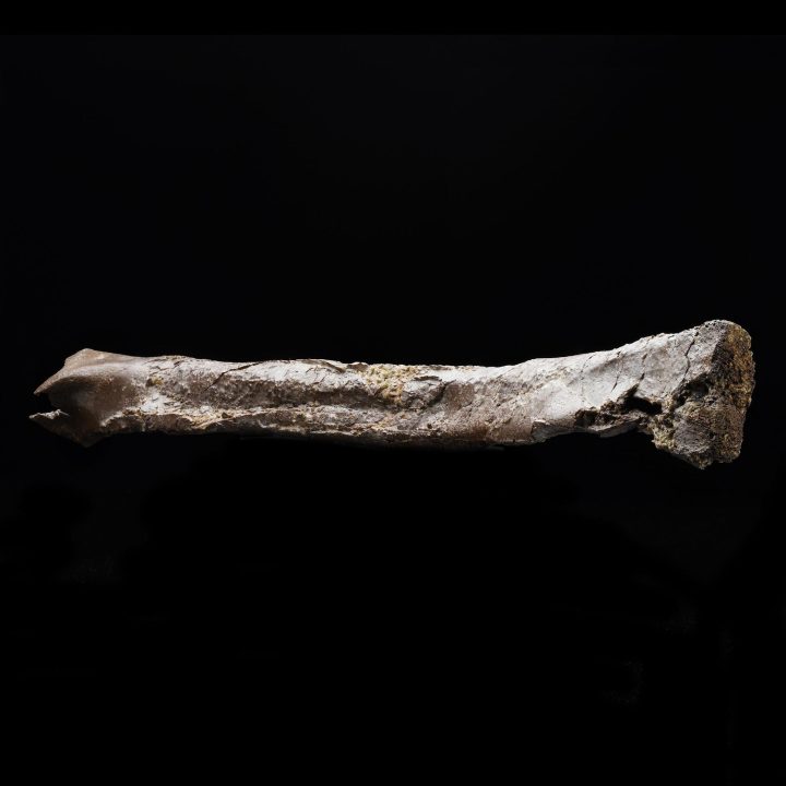 Genuine Oviraptorid Tibia – 160 g Fossil from the Hell Creek Formation