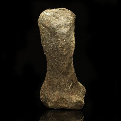 Camarasaurus Metacarpal // Late Jurassic Period