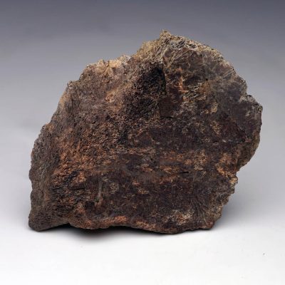 Centrosaurus Epi‑Occipital Bone (Head Frill) – Authentic Late Cretaceous Fossil
