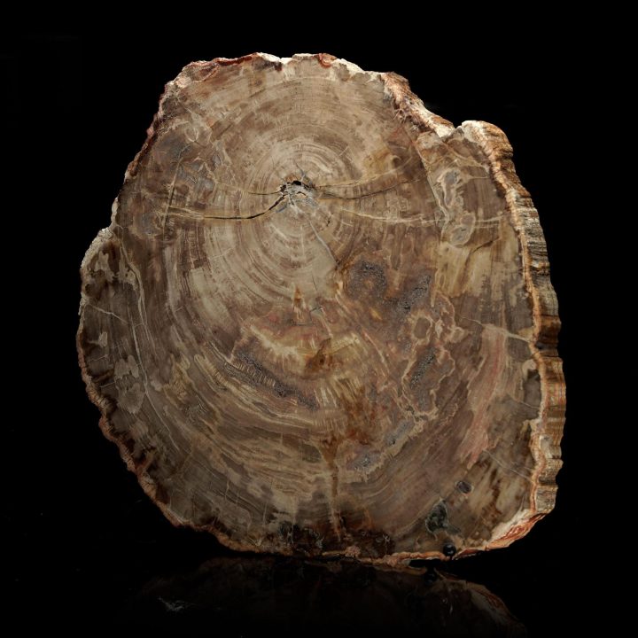 Polished Petrified Wood Slab – 10.2 lb - Image 2