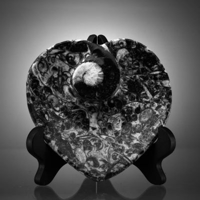 Hand-carved heart-shaped fossil dish featuring Ammonite and Belemnite fossils in dark Moroccan shale.
