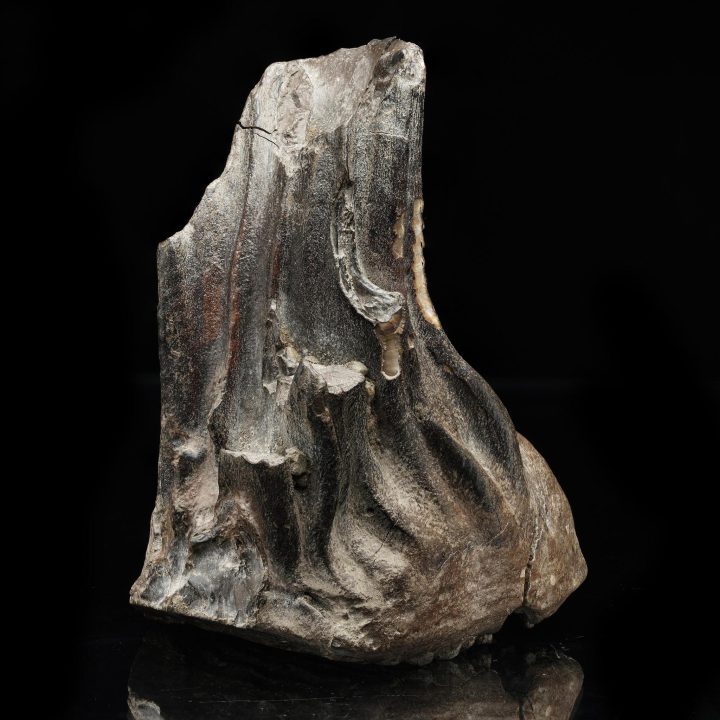Woolly Mammoth Tooth // Ice Age Fossil - Image 4