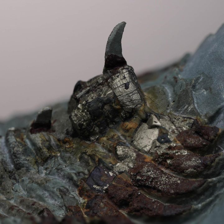 Paradoxides Trilobite Fossil - Image 4