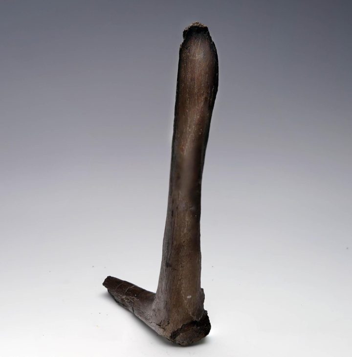 Authentic Edmontosaurus Cervical Rib Fossil — Rare Hadrosaur Axial Element
