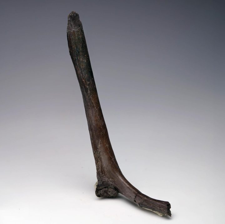 Authentic Edmontosaurus Cervical Rib Fossil — Rare Hadrosaur Axial Element