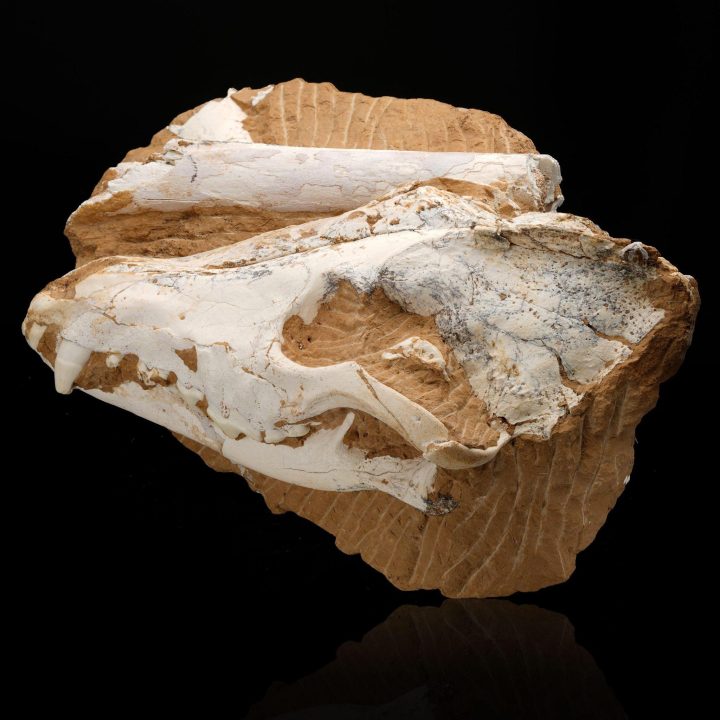 Authentic Dire Wolf Skull Fossil – Ice Age Apex Predator - Image 5