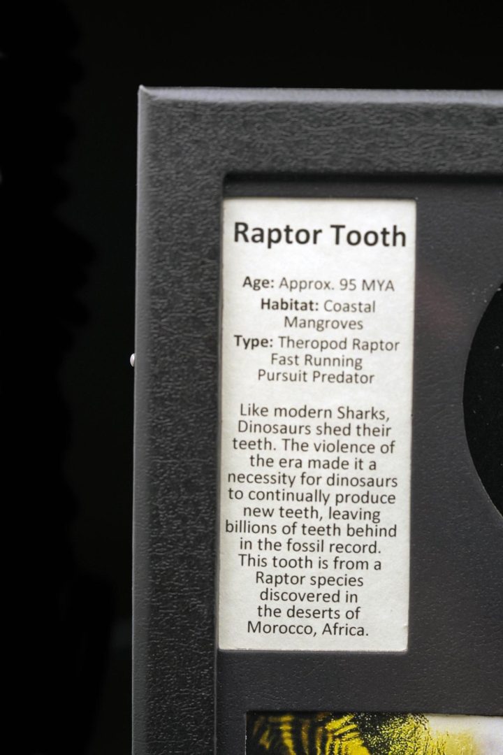 Authentic Raptor Tooth Fossil in Collector’s Display Box - Image 4
