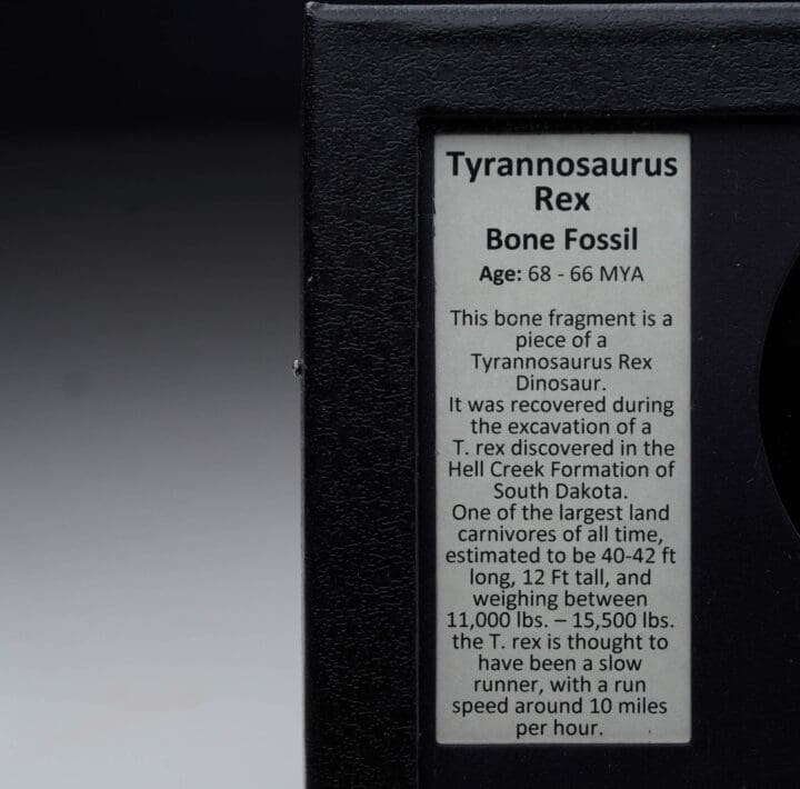 Authentic Tyrannosaurus Rex Fossil in Collector's Box - Image 4