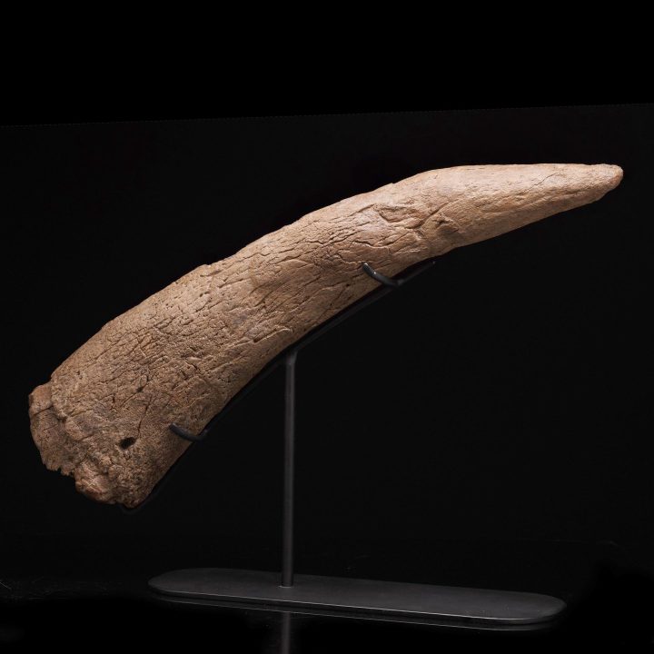 Authentic Medusaceratops lokii Brow Horn Fossil – Rare Ceratopsian Specimen