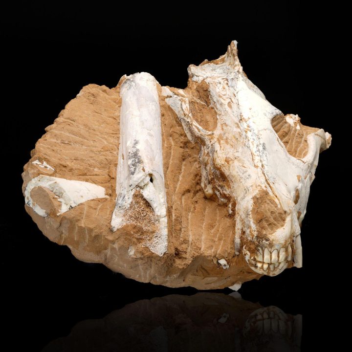 Authentic Dire Wolf Skull Fossil – Ice Age Apex Predator - Image 4