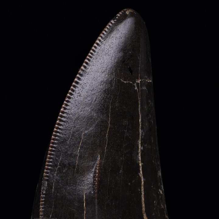 T-Rex Tooth from Astro West
