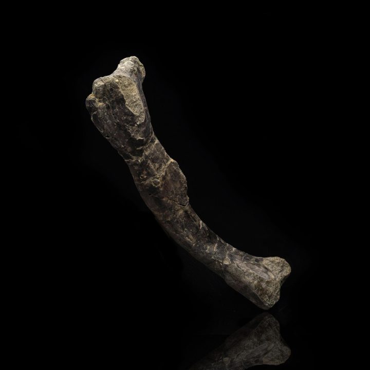Rare Dryosaurus altus Dinosaur Femur Fossil - 150 Million Years Old Jurassic Specimen