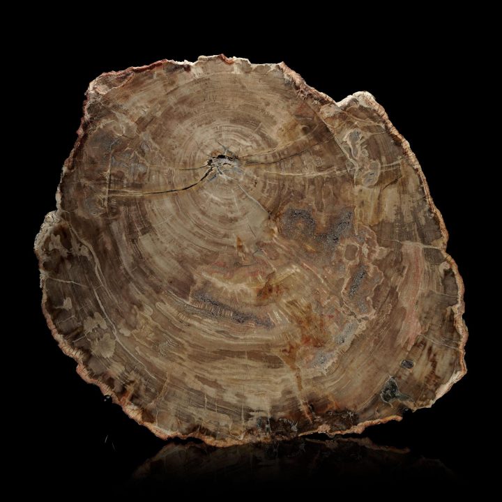 Polished Petrified Wood Slab – 10.2 lb