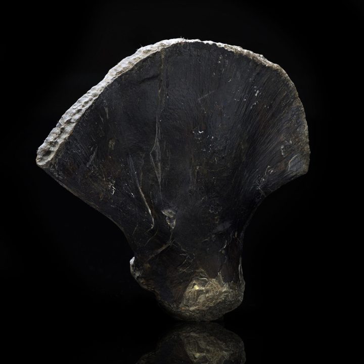Mosasaurus Paddle – 0.82 lb - Image 2