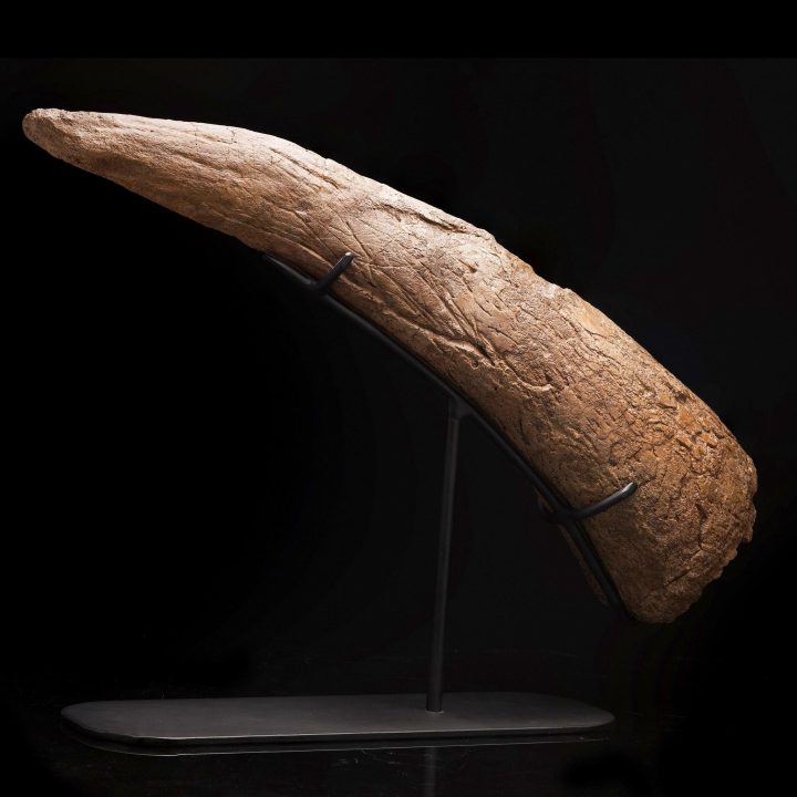 Authentic Medusaceratops lokii Brow Horn Fossil – Rare Ceratopsian Specimen
