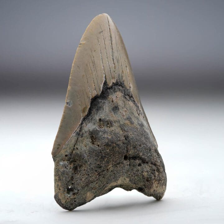 Megalodon Tooth // 4.13" High Ver. II // 5 to 10 Million Years Old - Image 2