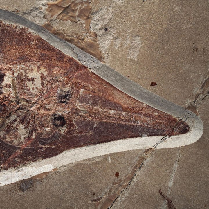 Fossilized Guitar Fish from Lebanon - 5.4kg - Image 2