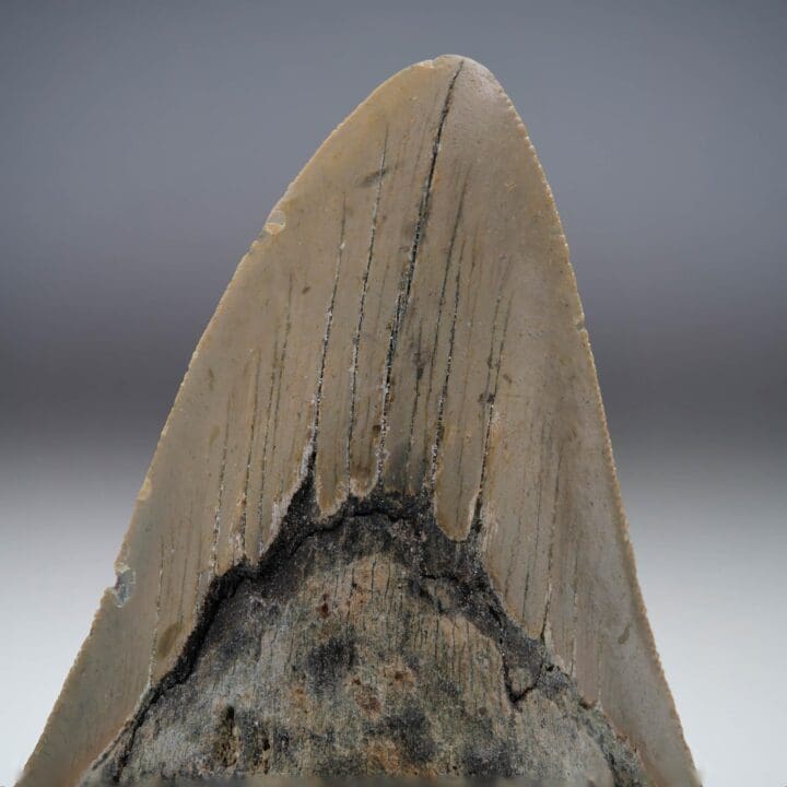 Megalodon Tooth // 4.13" High Ver. II // 5 to 10 Million Years Old - Image 5