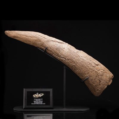 Authentic Medusaceratops lokii Brow Horn Fossil – Rare Ceratopsian Specimen