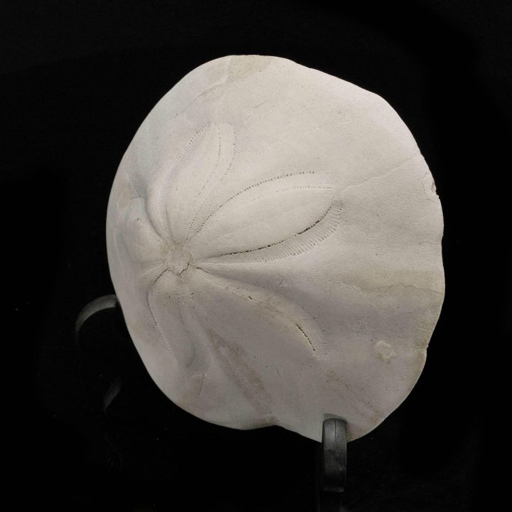 Fossilized Sand Dollar – Genuine Prehistoric Sea Urchin Fossil - Image 3