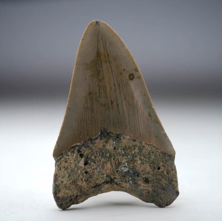 Megalodon Tooth // 4.13" High Ver. II // 5 to 10 Million Years Old - Image 4