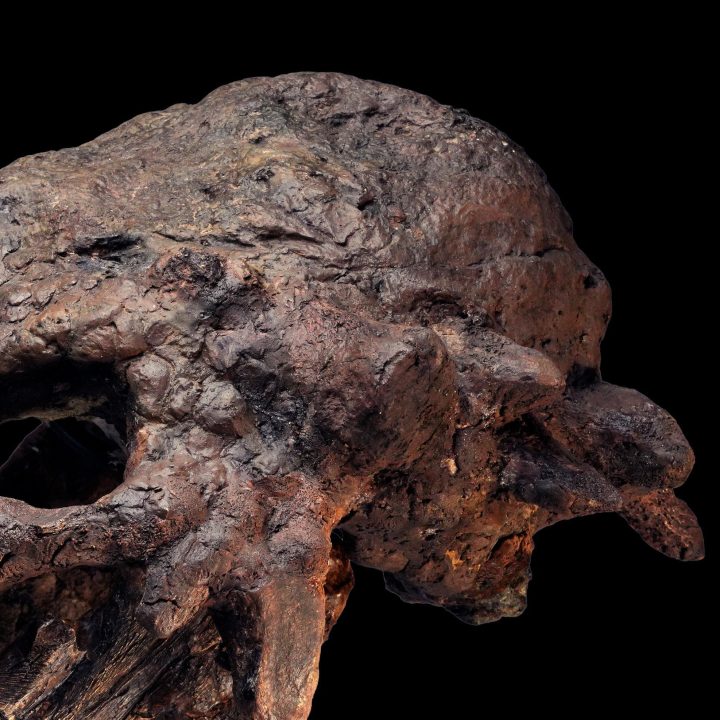 Pachycephalosaurus Skull (Pachy)
