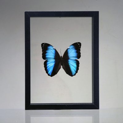 Morpho deidamia Butterfly in Display Box – Iridescent Jewel from Peru
