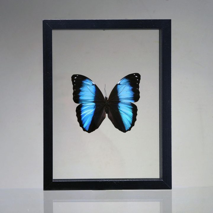 Morpho deidamia Butterfly in Display Box – Iridescent Jewel from Peru