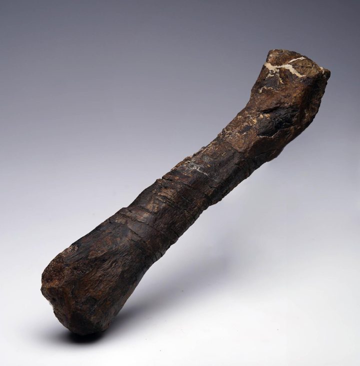 Camptosaurus Metatarsal – Authentic Dinosaur Fossil from the Morrison Formation - Image 4