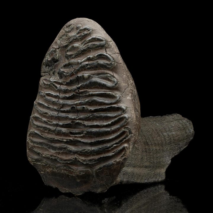 Woolly Mammoth Tooth // Ice Age Fossil - Image 2