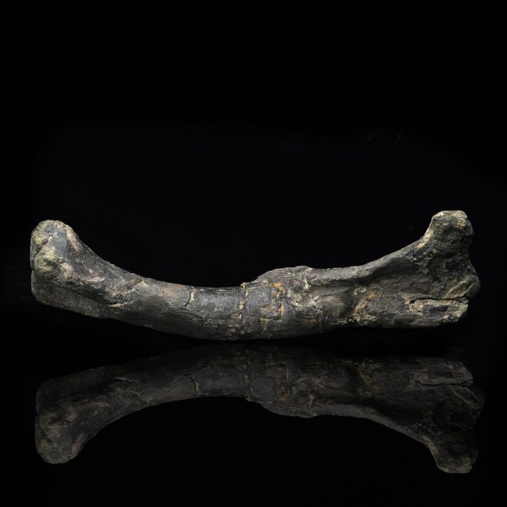 Rare Dryosaurus altus Dinosaur Femur Fossil - 150 Million Years Old Jurassic Specimen