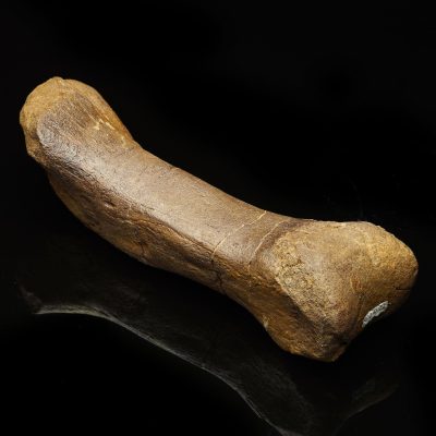 Rare Edmontosaurus Metatarsal Dinosaur Bone Fossil – Authentic Late Cretaceous Specimen