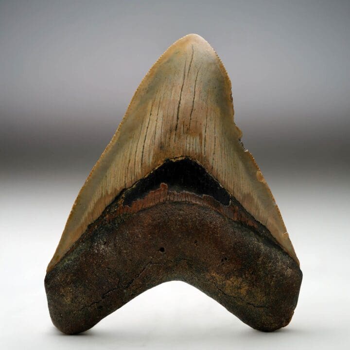 Megalodon Tooth // 4.13" High // 5 to 10 Million Years Old