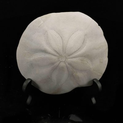 Fossilized Sand Dollar – Genuine Prehistoric Sea Urchin Fossil