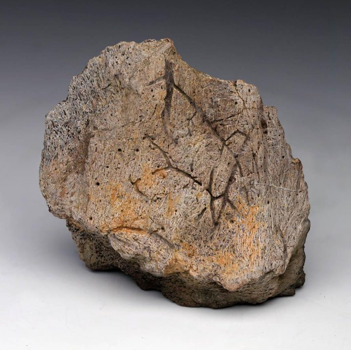 Centrosaurus Epi‑Occipital Bone (Head Frill) – Authentic Late Cretaceous Fossil