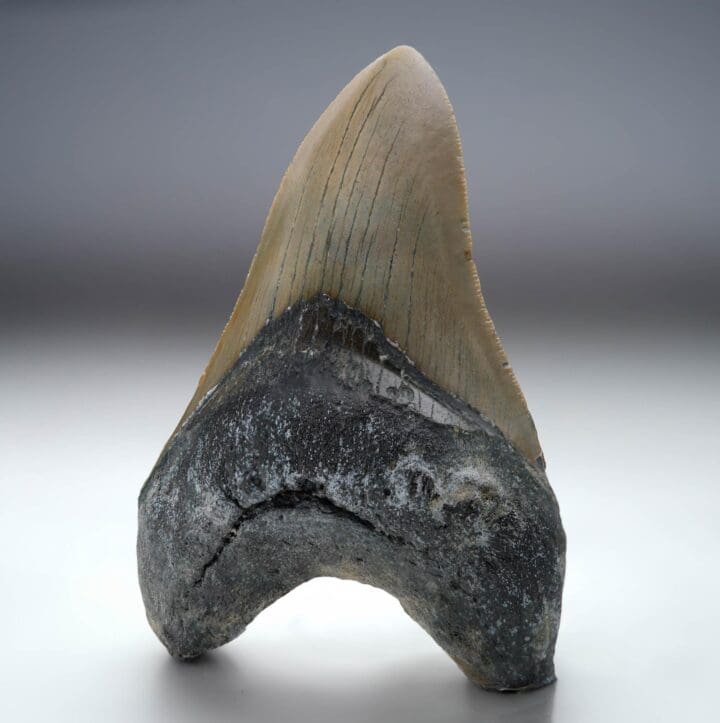 Megalodon Tooth // 4.25" High // 5 to 10 Million Years Old - Image 2